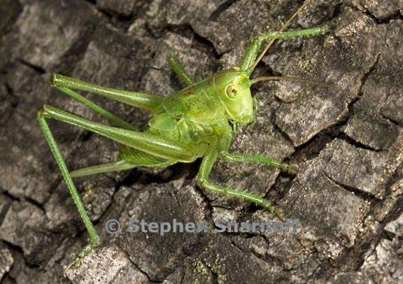 katydid on tree 1 graphic